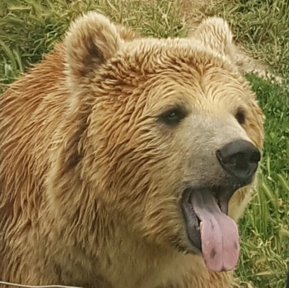 Meet your Posher🍄🐾☘️ - Picture 4 of 12